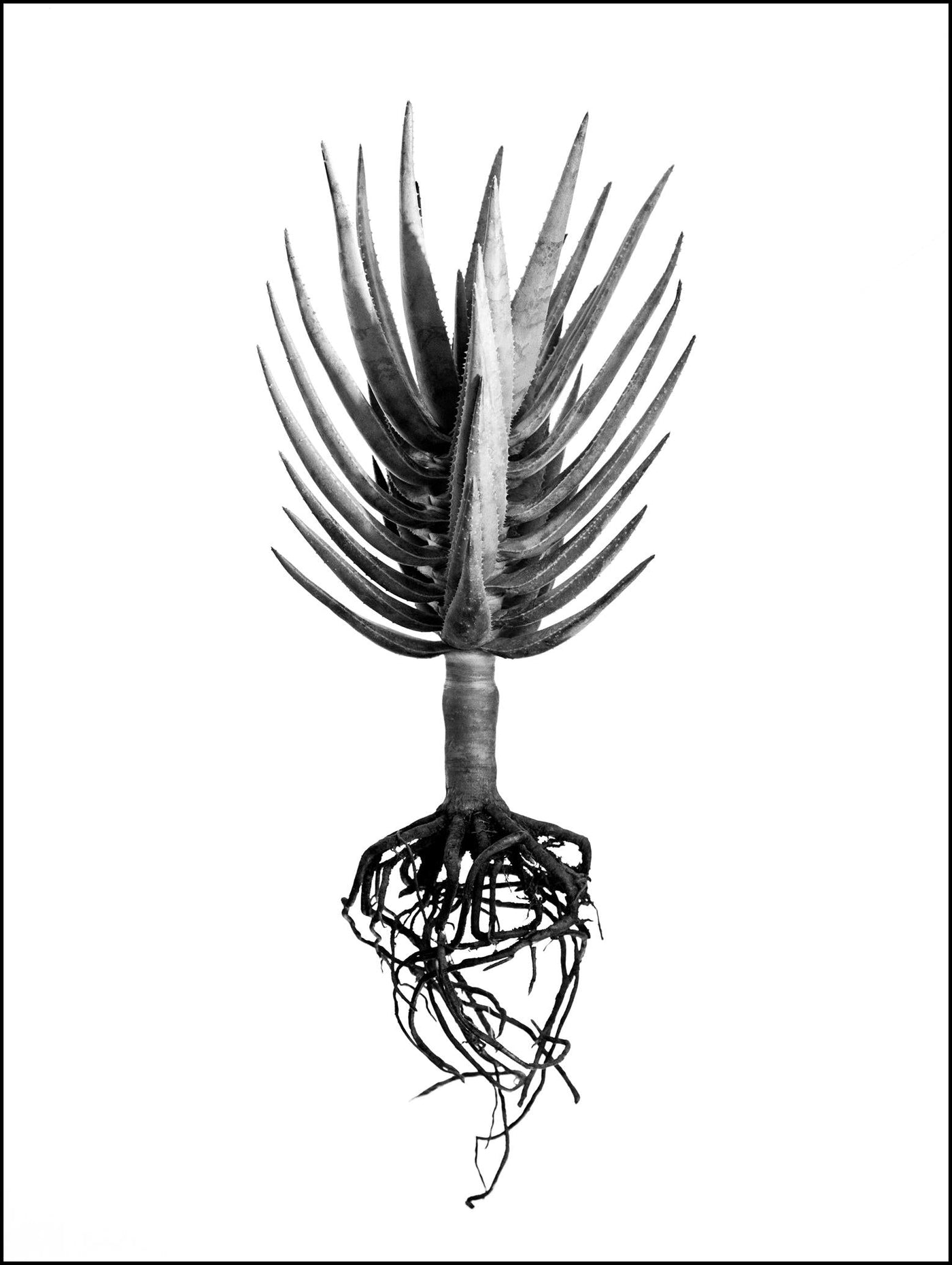 David Ballam - Aloe 04