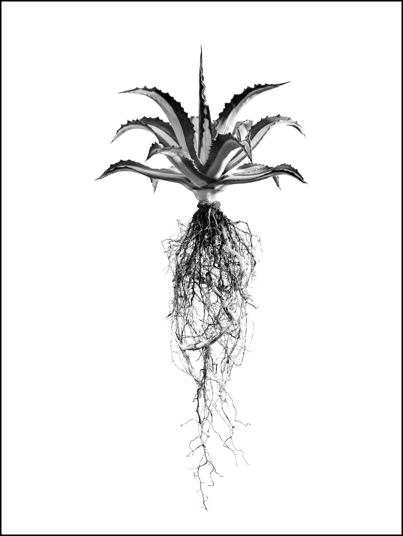 David Ballam - Aloe 08