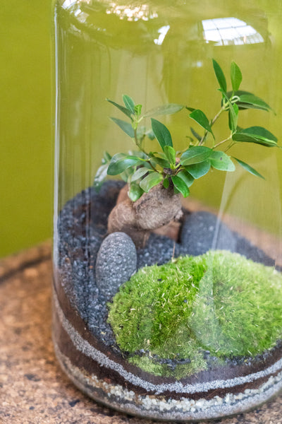 40cm Terrarium - Jungle