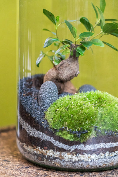 40cm Terrarium - Jungle