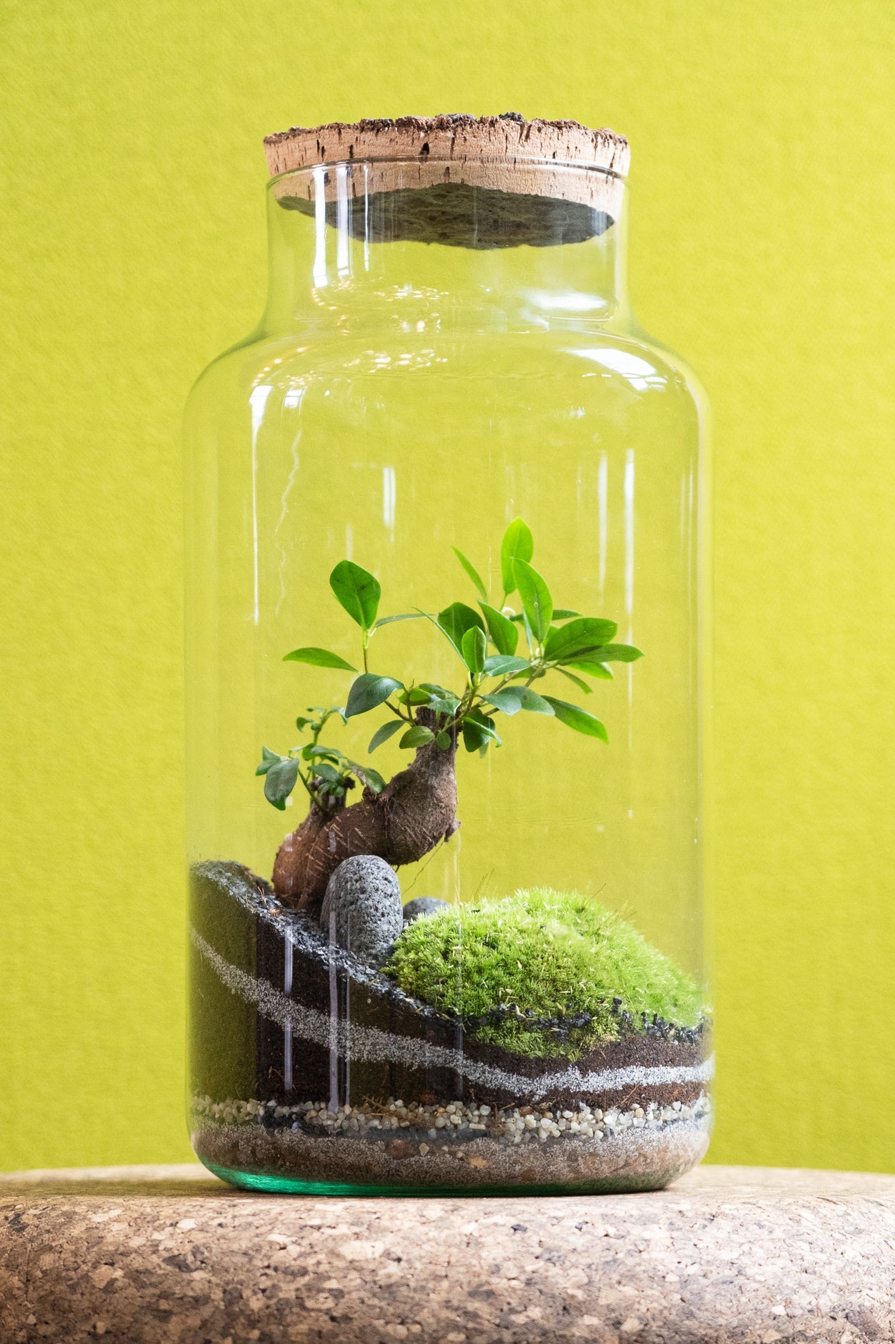 40cm Terrarium - Jungle