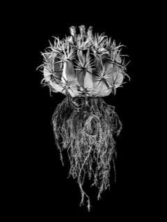 David Ballam - Aloe 17