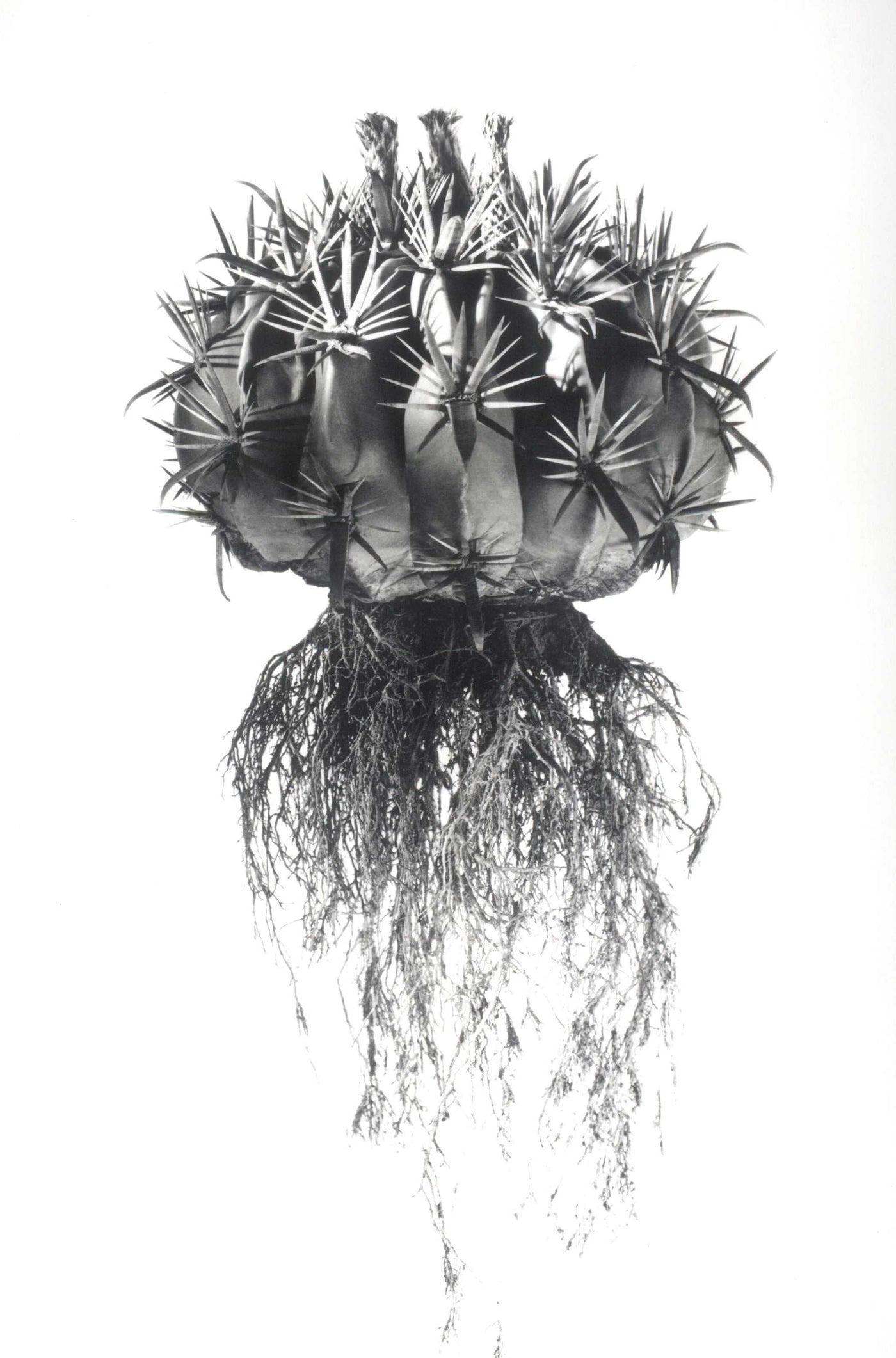 David Ballam - Aloe 18