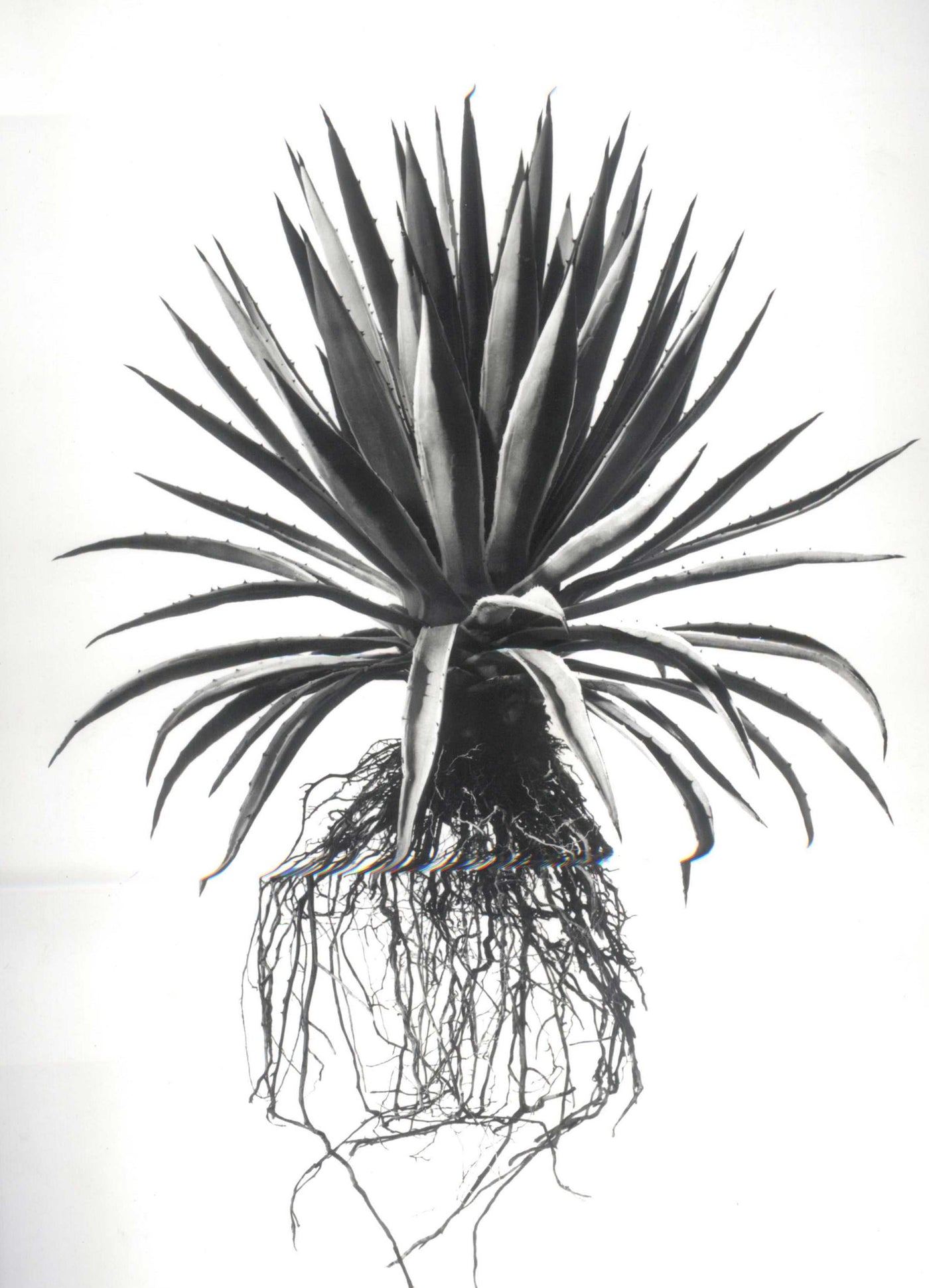 David Ballam - Aloe 20