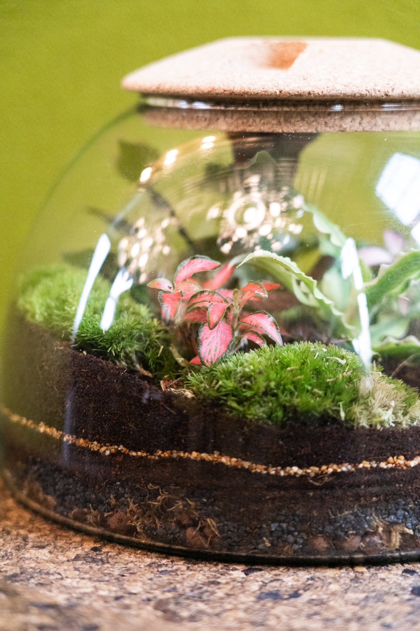 Eden Dome Terrarium 16.5cm
