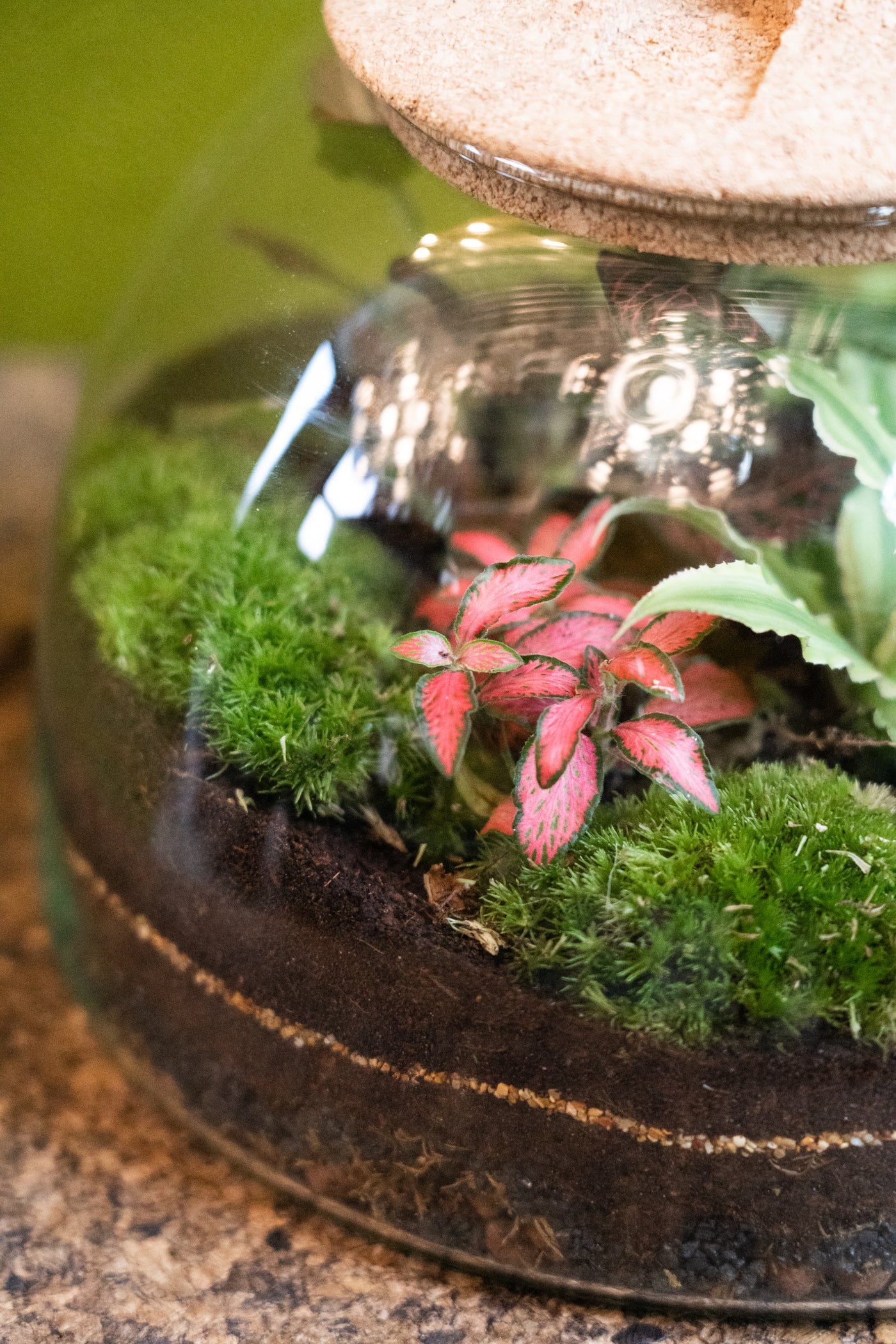 Eden Dome Terrarium 16.5cm