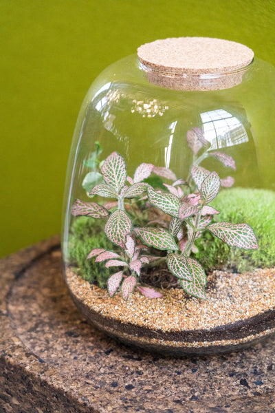 Bell Jar Terrarium Tropical 25x23cm
