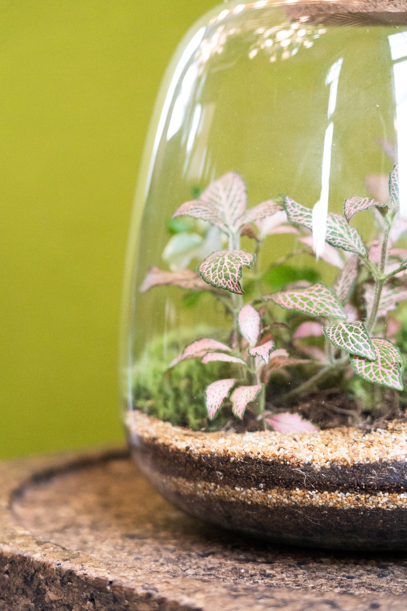 Bell Jar Terrarium Tropical 25x23cm