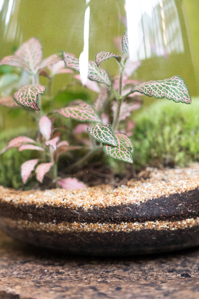 Bell Jar Terrarium Tropical 25x23cm