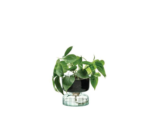 Canopy Self Watering Low maintenance vase 13cm