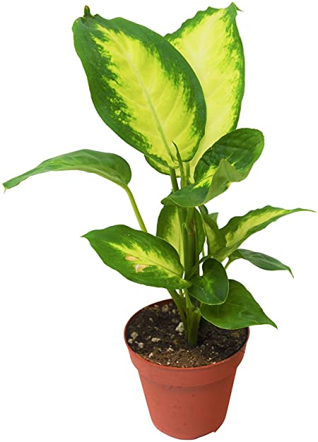 Dieffenbachia (Dumb Cane)