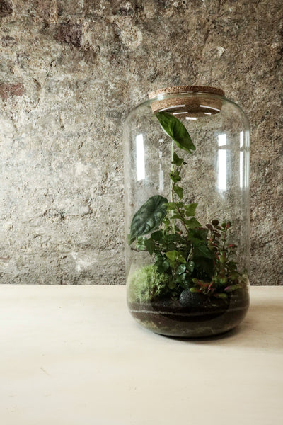Contemporary Jar Terrarium 40x27cm FR33