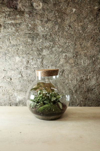 Bowl Jar Terrarium 44x34cm FR40