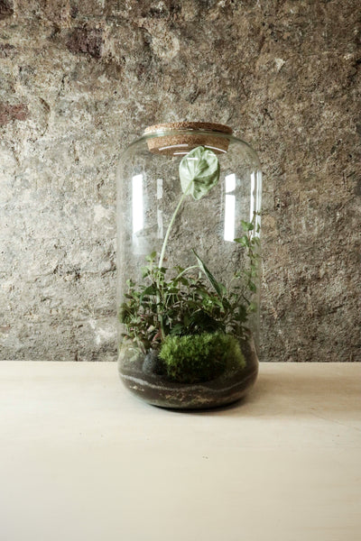 Contemporary Jar Terrarium 40x27cm FR33