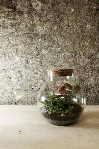 Bowl Jar Terrarium 44x34cm FR40