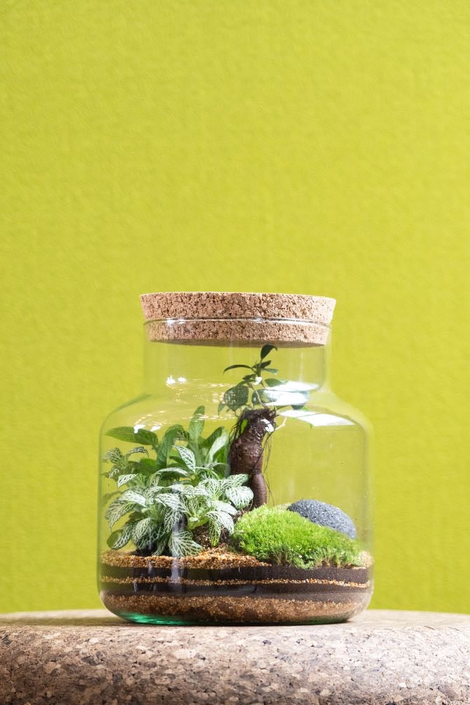 Cork jar terrarium kit