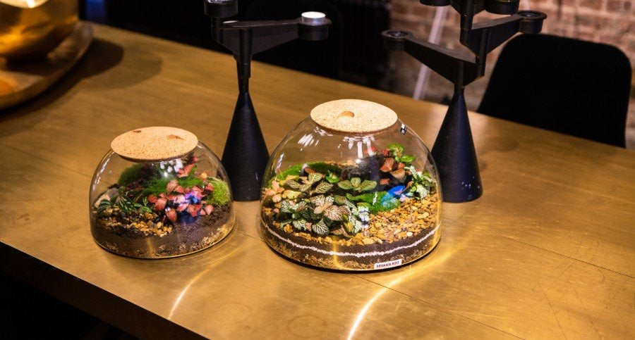 Eden Dome Terrarium 22cm