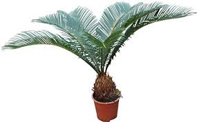 Cycas Revoluta