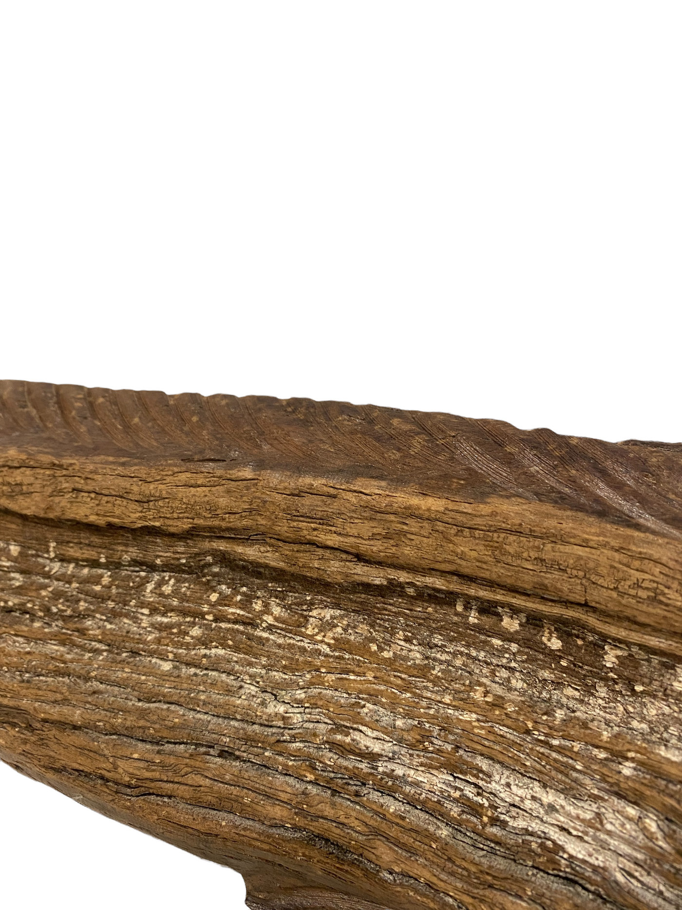 Driftwood Hand Carved Fish - M (1209)