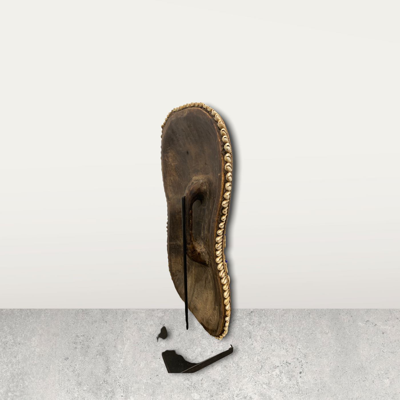 Cameroon Shield Cowrie shell Flower