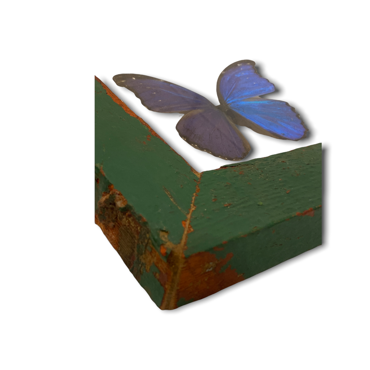 Butterfly - wooden frame big blue (111.1)