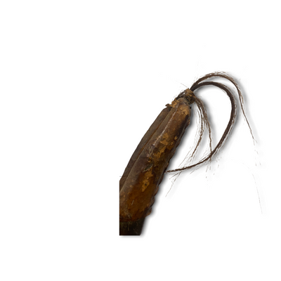 Chiwara Horse (Mali) - Male - large