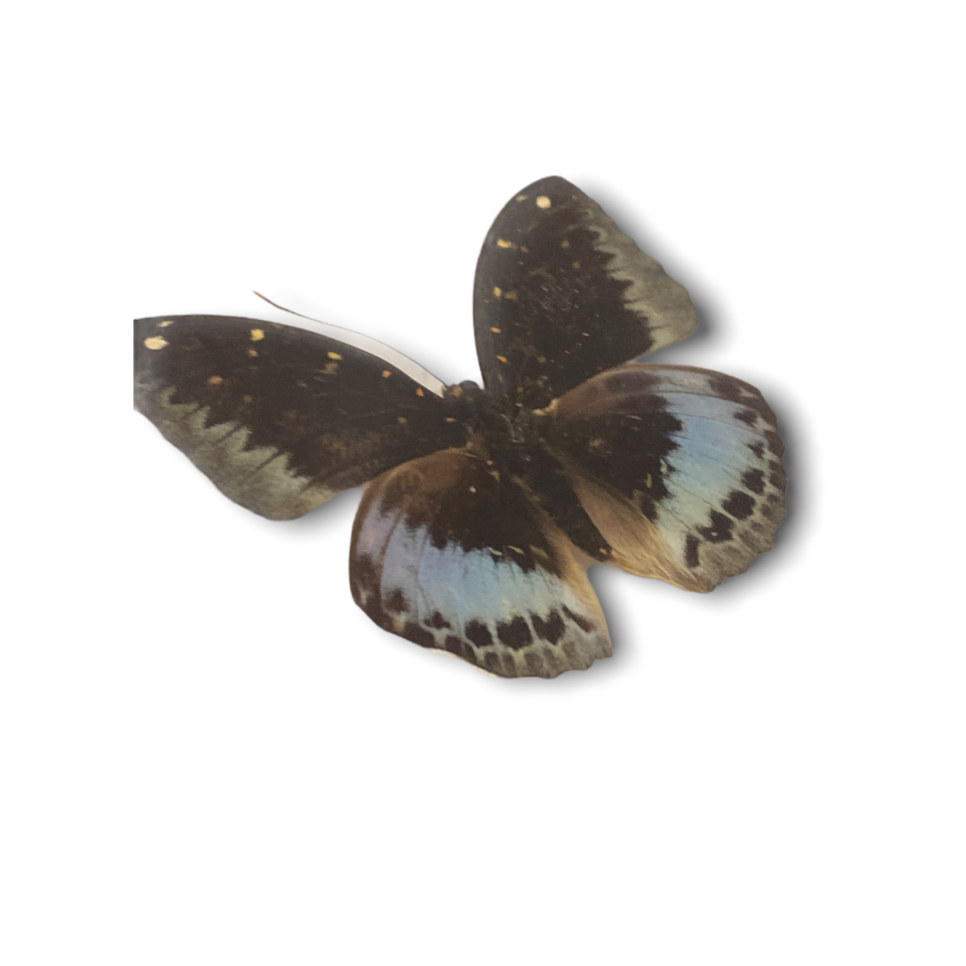 Butterfly - wooden frame (113.1)