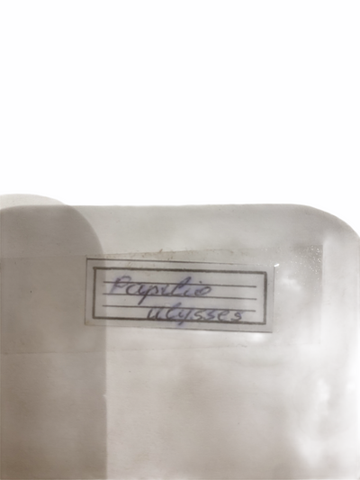 Butterfly in Yellow Frame